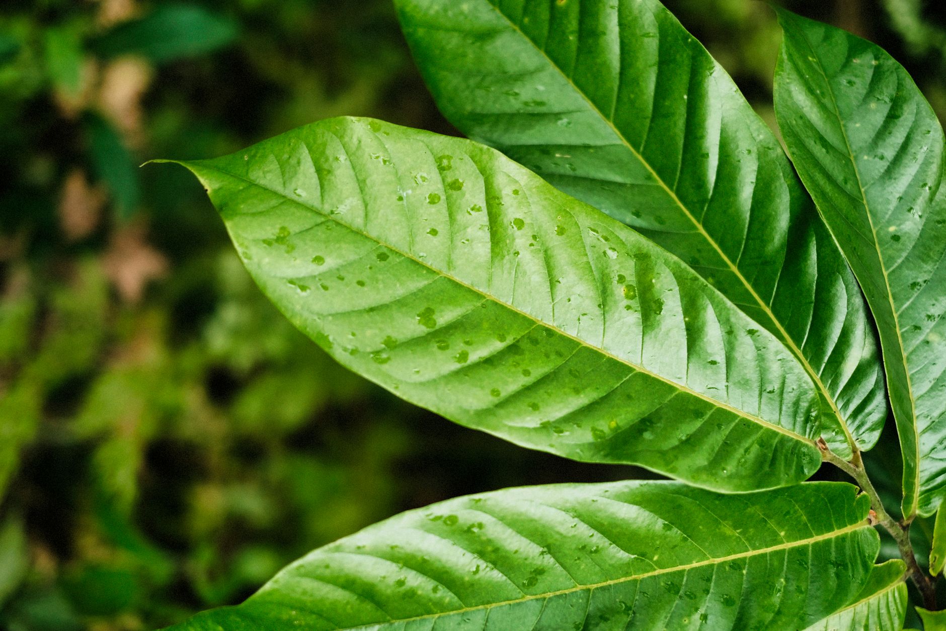 The DEA Plans to Ban Opioid-Like Kratom Compound 7-OH